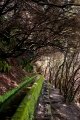 432_Madera_Levada das 25 Fontes